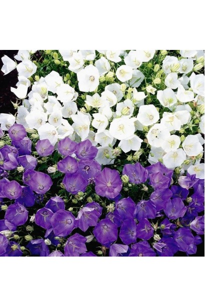 Дзвоники карпатські Мікс